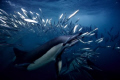 This shot was taken during this years annual sardine migration. I had removed my strobes due to the backscatter and forgot to add weight, i was sat on the surface whilst my friends were seeing an awesome ball below, i was lucky to nail this shot. 